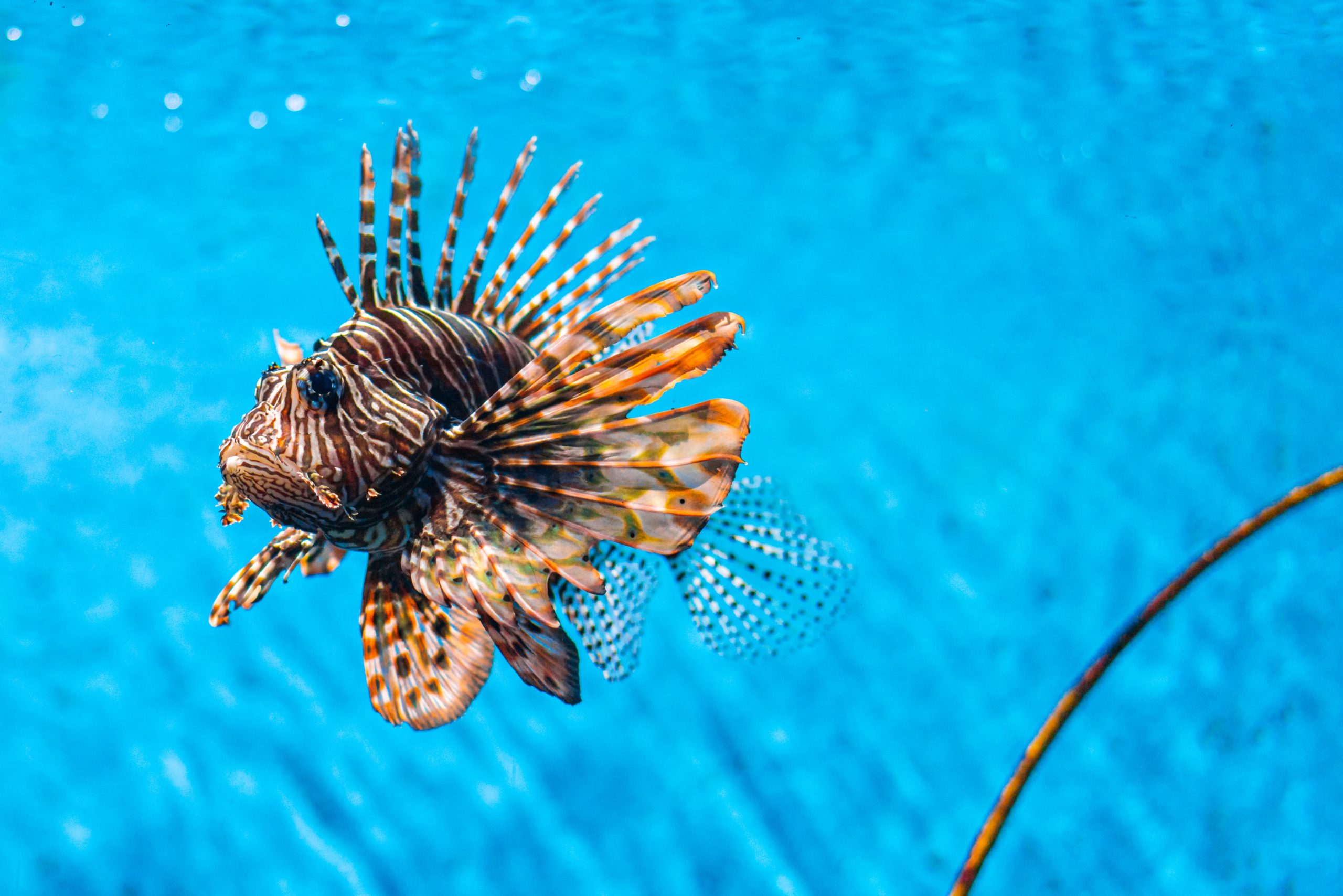 problem-lionfish-in-the-atlantic-ocean-why